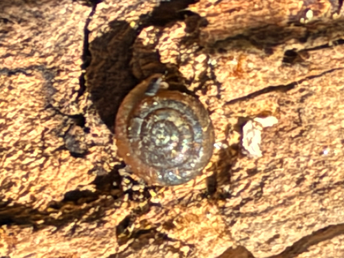 Zonitoides arboreus observed 2026-10-22