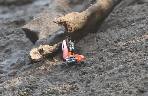Austruca annulipes observed 2026-10-18