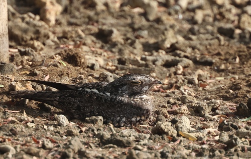 Caprimulgus affinis observed 2026-10-18