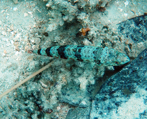 Synodus variegatus observed 2026-10-21