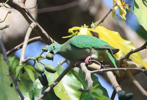 Ptilinopus melanospilus observed 2026-10-18