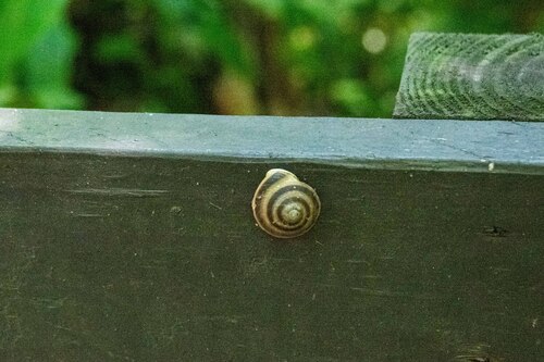 Marginella observed 2026-10-20