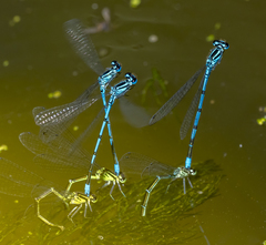 Coenagrion puella