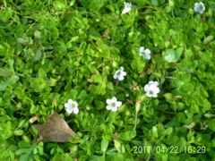 Bacopa