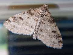 Lobophora nivigerata