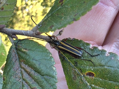 Double-banded Bycid
