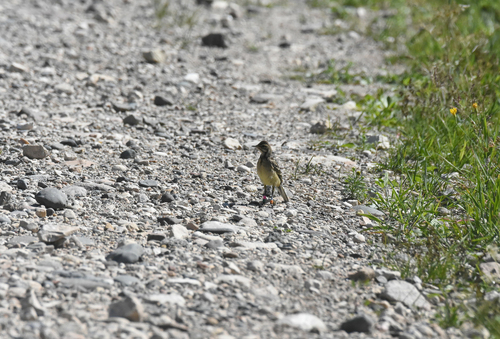 iNaturalist image
