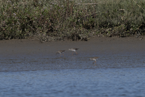 iNaturalist image