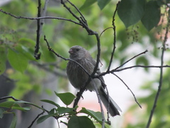 Carpodacus sibiricus