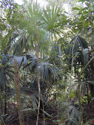 Taraw palm (Livistona saribus)