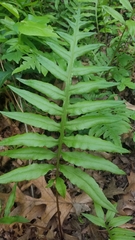 Woodwardia areolata