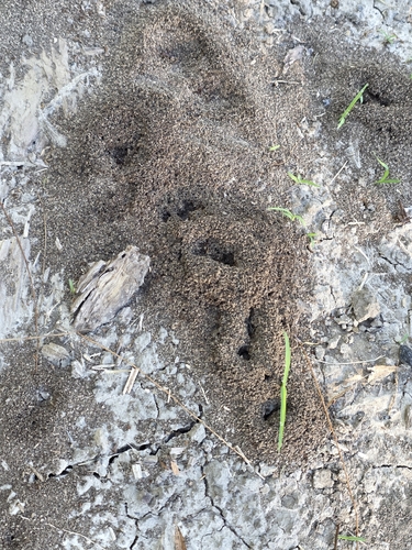 Yellow Pyramid Ant