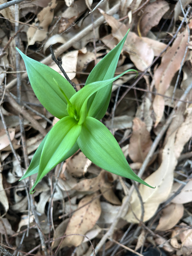 Gloriosa superba observed 2026-10-22