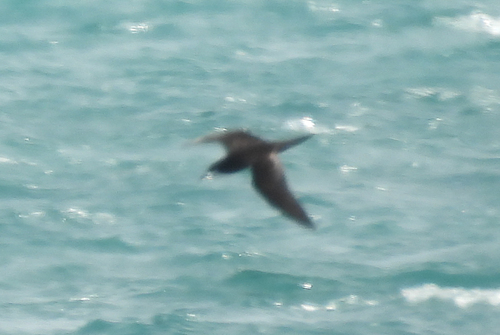 iNaturalist image
