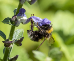 Bombus