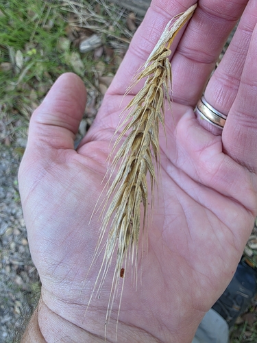 Elymus virginicus, 2026-10-22