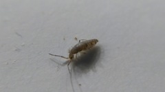 Willowsia nigromaculata