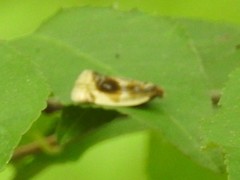 Clepsis melaleucanus