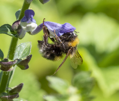 Bombus