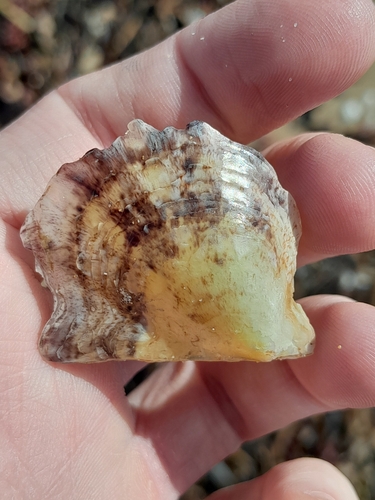 Pinctada imbricata, 2026-10-22