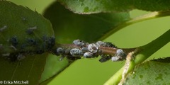 Rhopalosiphum