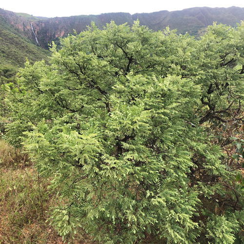 Dalbergia observed 2026-10-22