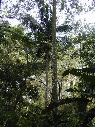 Roystonea oleracea image