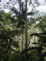Image of Roystonea oleracea