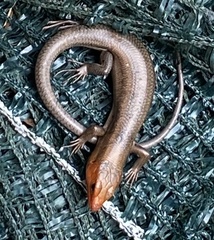 Plestiodon laticeps