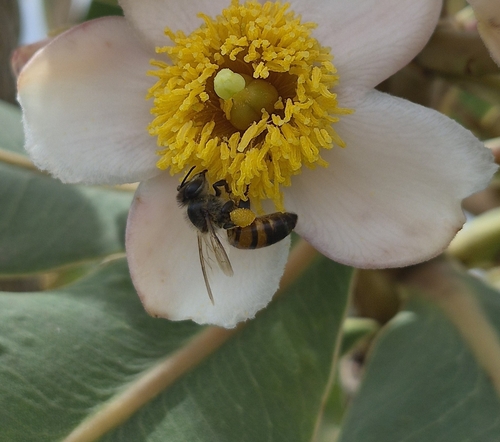 Western Honey Bee