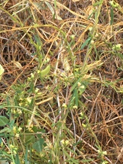 Metastelma arizonicum