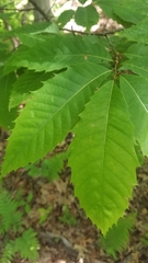 Castanea dentata