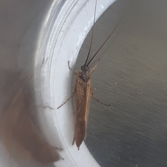 Limnephilus auricula