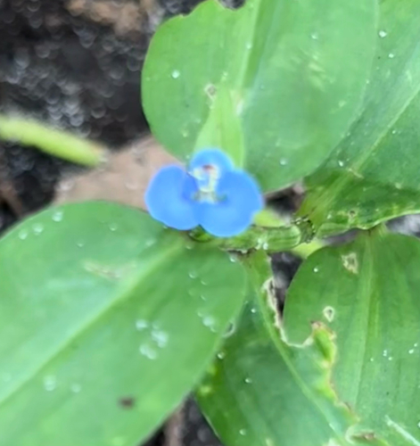 Commelina diffusa observed 2026-10-22