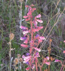Penstemon australis