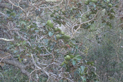 Schotia latifolia, 2026-10-16