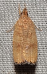 Psilocorsis cryptolechiella
