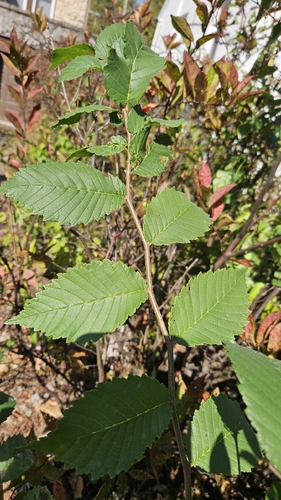 American elm photograph by the iNaturalist community