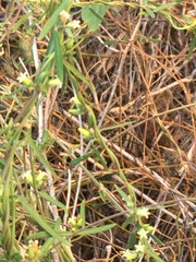 Metastelma arizonicum