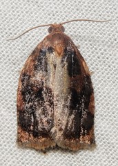 Archips infumatana