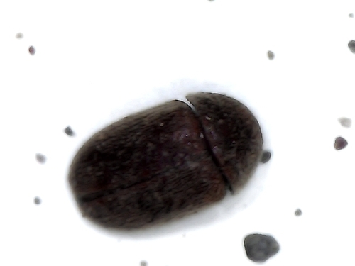 Tricorynus