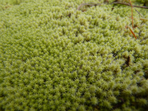 Niphotrichum canescens observed 2026-10-22