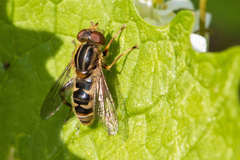 Anasimyia
