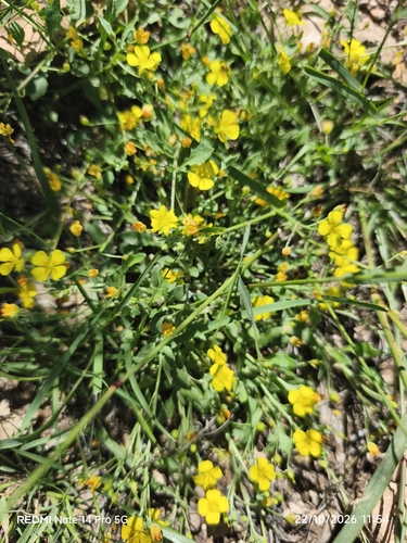 Fendler's bladderpod