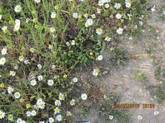 Aegilops triuncialis