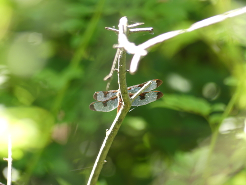 Twelve-spotted Skimmer