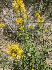 Cleomella lutea
