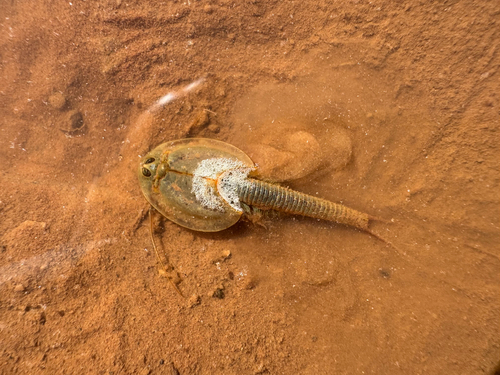 Longtail Tadpole Shrimp