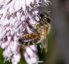 Apis mellifera
