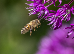 Apis mellifera